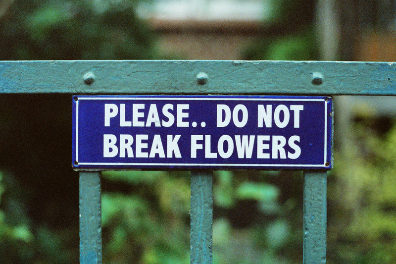 CANDIDO 800 COLOR 135/36 1-PAK