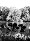 ILFORD ORTHO PLUS 80 135/36 1-PAK