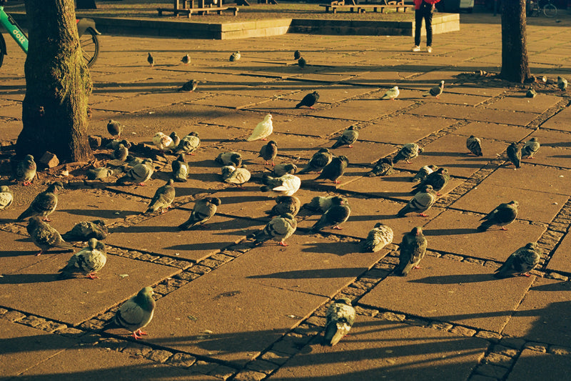 KONO DELIGHT ART 100 135/36 1-PAK