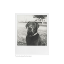 POLAROID SX-70 SORT/HVID FILM MED 8 BILLEDER (1-PAK)