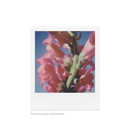 POLAROID SX-70 FARVE FILM MED 8 BILLEDER (1-PAK)